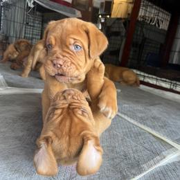 Dogue de Bordeaux Puppies from Rogue Bordeaux