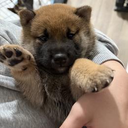 Shiba Inu Puppies from Shiba Co.