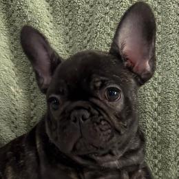 Lucian - Brindle male French Bulldog puppy in Alabama from Rathbone Bulldogs