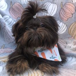 Kobe - Shih Tzu