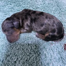 Puppy 24AKC - Dapple male Dachshund puppy in Fayetteville, Pennsylvania from PA's Darling Doxies