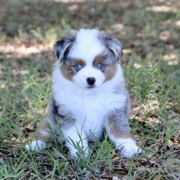 Miniature Australian Shepherds and Toy Australian Shepherds from Faith Farms Mini Aussies