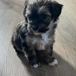 Teddy Bear - Sable male Chinese Crested puppy in Springfield, Oregon from Rose’s Chinese Cresteds