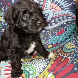 Michael (nickname because of one white front foot) - Black and white male Schnoodle puppy in New Cambria, Kansas from Shrivers' Sweethearts