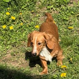 Vienna - Dachshund
