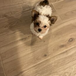 Yorkshire Terrier Puppies from Rodgers Oaks Royalty