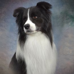 Cash - Border Collie