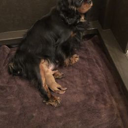 Cavalier King Charles Spaniel Puppies from Tsarevich Goldens and Cavaliers