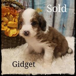 Sheepadoodle and Aussiedoodle Puppies from Masterpiece on the Mississippi Doodles