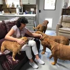 Dogue de Bordeaux All Grown Up from Chatsworth DDB