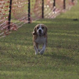 Beagle All Grown Up from Redd Devils