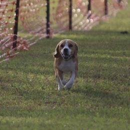 Beagle All Grown Up from Redd Devils