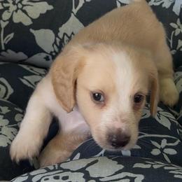BOSTON Cream pie - Cream male Dachshund puppy in Fort Pierce, Florida from Meldox