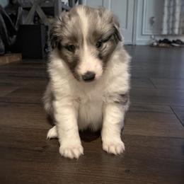 Shetland Sheepdog Puppies from Southern Charm Sheltie’s