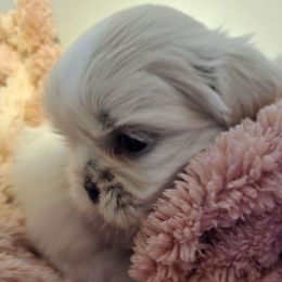 Calista - Cream and white female Shih Tzu puppy in Filer, Idaho from Shih Tzu Kennels