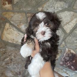 Havanese Puppies from Havan Sent Havanese
