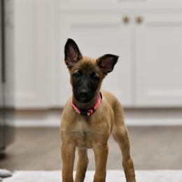 Bali - Fawn Belgian Malinois puppy in Dade City, Florida from Vom Chircop Malinois