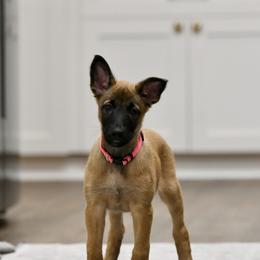 Bali - Fawn Belgian Malinois puppy in Dade City, Florida from Vom Chircop Malinois