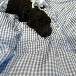 Cairo - Silver male Poodle puppy in Mobile, Alabama from Semmy’s Standard Poodle LLC
