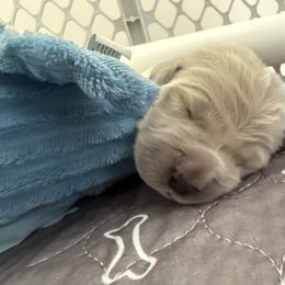 Golden Retriever Puppies from Novas Golden Puppies