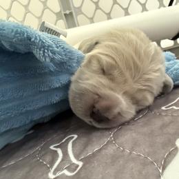 Golden Retriever Puppies from Novas Golden Puppies