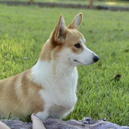 Kippo - Pembroke Welsh Corgi
