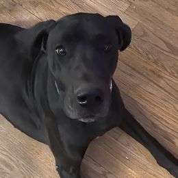 Magnum - Great Dane