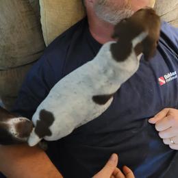 German Shorthaired Pointer Puppies from Stoney Fork German Shorthaired Pointers