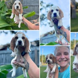Basset Hound Puppies from Breeze Basset Hounds