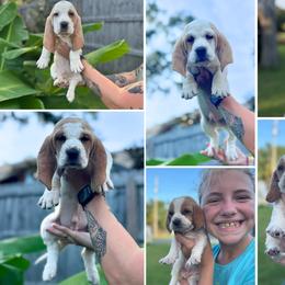 Basset Hound Puppies from Breeze Basset Hounds