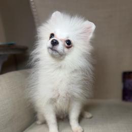 Box - White male Pomeranian puppy in Phoenix, Arizona from Luxpomz
