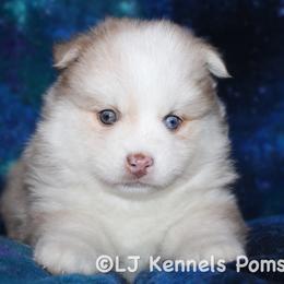 Boy 2 - Merle male Pomsky puppy in Centerville, Iowa from LJ Kennels Pomskies, LLC