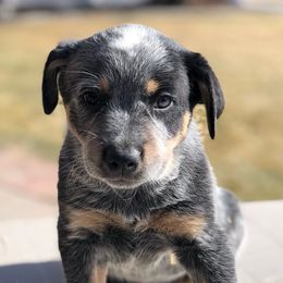 Australian Cattle Dog Puppies from Christensen Heelers
