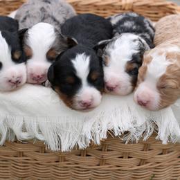 Bernedoodle puppies from Little Diamond Doodles