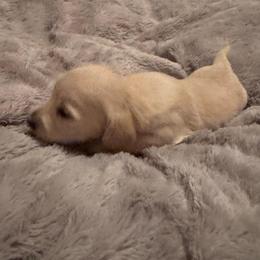 Daenerys - Cream female Dachshund puppy in Summit, South Carolina from Doxies4Paws