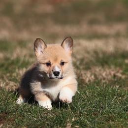 Basil - Sable female Pembroke Welsh Corgi puppy in Morgantown, Pennsylvania from Goldstar Puppies (License Number 18519)