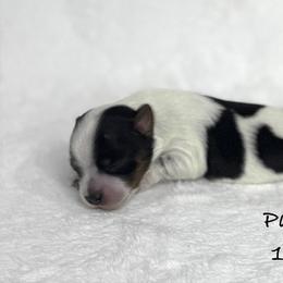 Peppermint Patty - Parti female Yorkshire Terrier puppy in Waldorf, Maryland from Luv My Yorkies, LLC