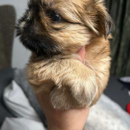 Stitch - Brindle male Shih Tzu puppy in Azusa, California from RJ Shih Tzu lover