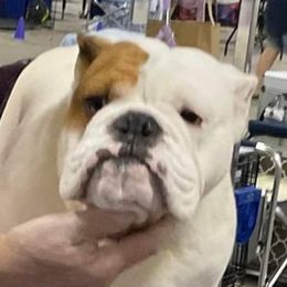 "Tommy Shelby" - Bulldog