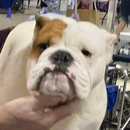 "Tommy Shelby" - Bulldog