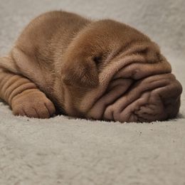 Daisy - Red sable female Chinese Shar-Pei puppy in Bakersfield, California from Cashmerewrinkles