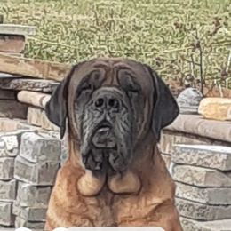 Tank - Mastiff