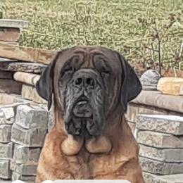 Tank - Mastiff