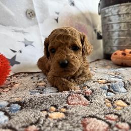 Wren - Red  female Poodle puppy in Lebanon, Missouri from Perkins Pups