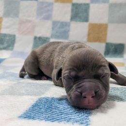 Brick - Blue fawn male American Pit Bull Terrier puppy in Macon, Georgia from Mythos K9s