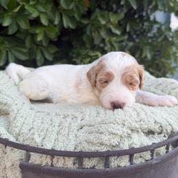 Penelope - Parti female Goldendoodle puppy in Barstow, California from Golden Desert Doodles