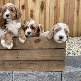 Australian Labradoodle and Goldendoodle Puppies from The Moon Doodles