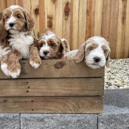 Australian Labradoodle and Goldendoodle Puppies from The Moon Doodles