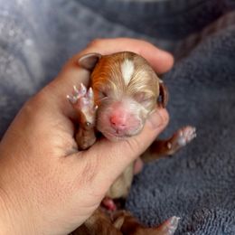 Josie - Red  female Goldendoodle puppy in Wharton, Texas from Little Fur Friends