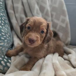 Boy 1 - Dapple male Dachshund puppy in Indian Trail, North Carolina from Ridgewood Farms